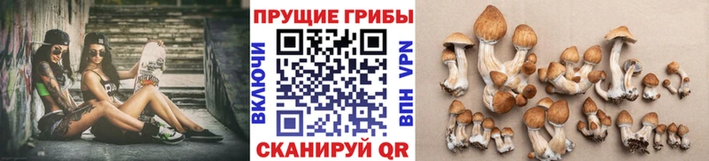 Купить где  Дигора  Псилоцибиновые грибы Psilocybine cubensis 